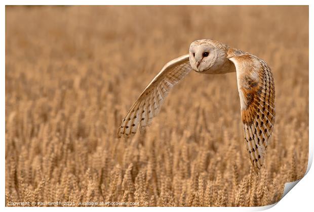 Barn Owl Quartering a Field Print by Paul Smith