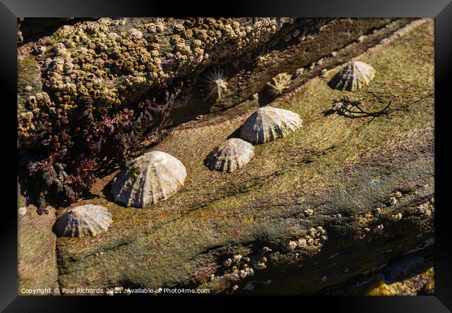 Limpets in the sunshine Framed Print by Paul Richards