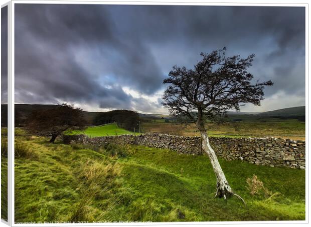 Single tree clinging on to life in the Yorkshire dales 351  Canvas Print by PHILIP CHALK
