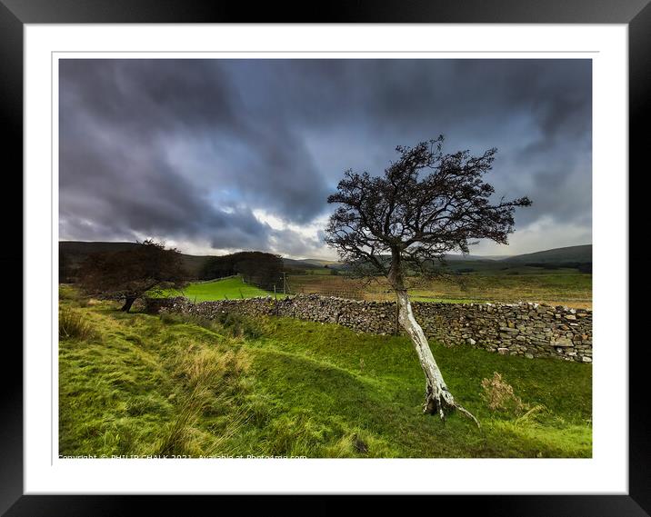 Single tree clinging on to life in the Yorkshire dales 351  Framed Mounted Print by PHILIP CHALK