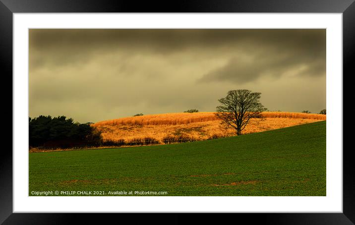 Cornfield with a summer storm brewing 352  Framed Mounted Print by PHILIP CHALK