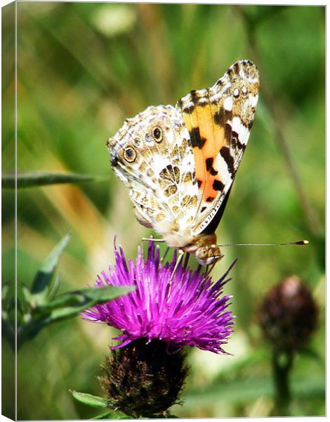 Painted Lady Butterfly Canvas Print by val butcher