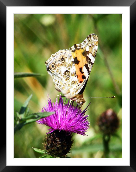 Painted Lady Butterfly Framed Mounted Print by val butcher