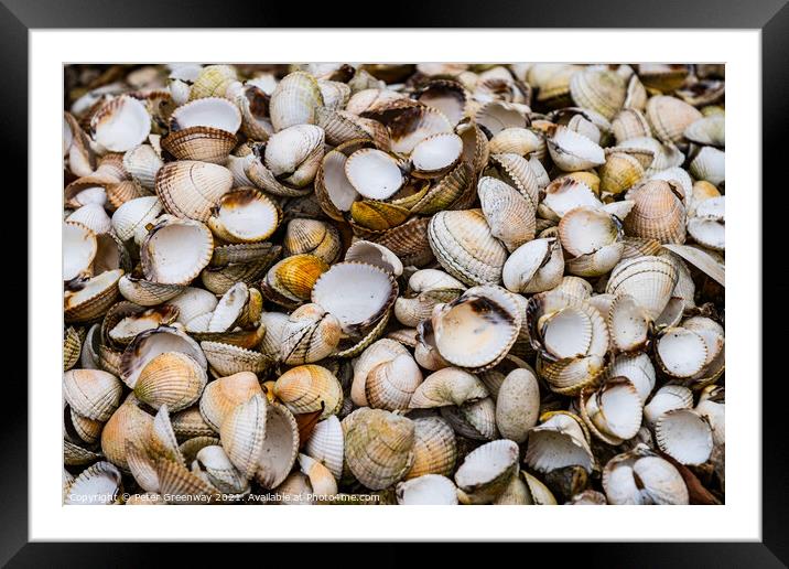A Pile Of Sea Shells On A Beach In Devon Framed Mounted Print by Peter Greenway