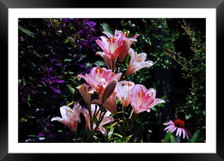 Pink Day Lillies...   flower Framed Mounted Print by Elaine Manley
