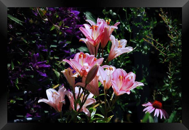 Pink Day Lillies...   flower Framed Print by Elaine Manley