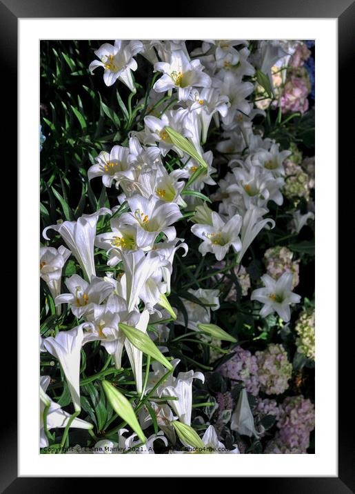 Easter Lillies  Framed Mounted Print by Elaine Manley