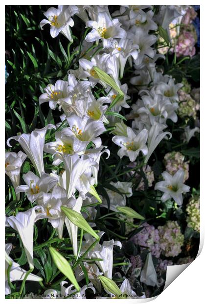 Easter Lillies  Print by Elaine Manley