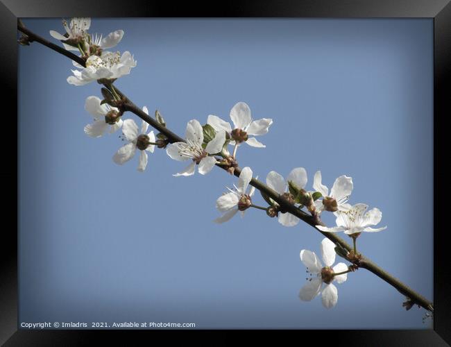 Pure White Plum Blossom in Spring Framed Print by Imladris 