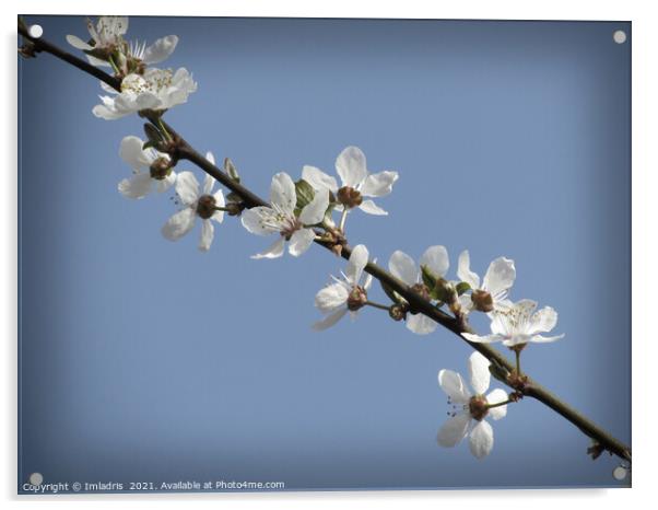 Pure White Plum Blossom in Spring Acrylic by Imladris 