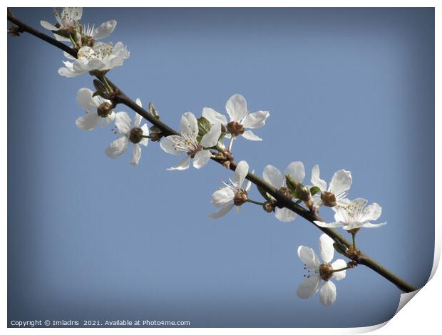 Pure White Plum Blossom in Spring Print by Imladris 