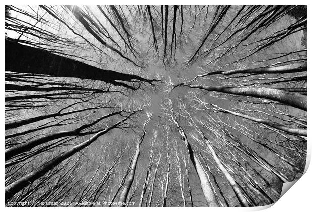 Trees from a different perspective Print by Nic Croad