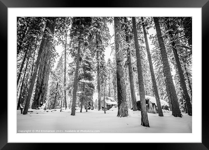 Snowy Seqouia  Framed Mounted Print by Phil Emmerson