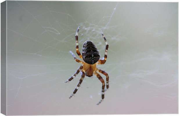 Garden Cross Spider,,Araneus Diadematus Canvas Print by steve livingstone