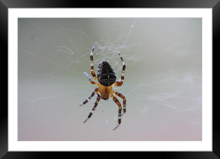 Garden Cross Spider,,Araneus Diadematus Framed Mounted Print by steve livingstone