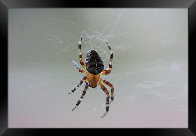 Garden Cross Spider,,Araneus Diadematus Framed Print by steve livingstone