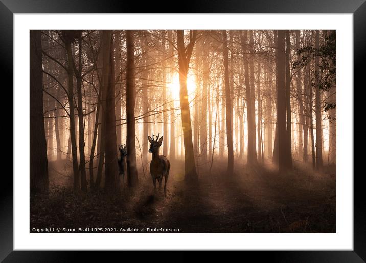 Deer in woods at sunrise in Norfolk England Framed Mounted Print by Simon Bratt LRPS