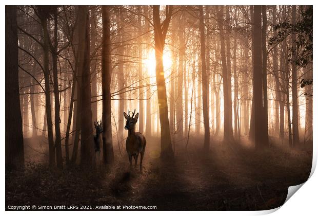 Deer in woods at sunrise in Norfolk England Print by Simon Bratt LRPS
