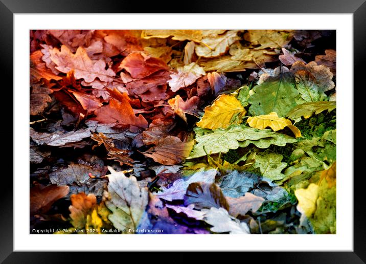 A Miscellany of Autumnal Leaves  Framed Mounted Print by Glen Allen