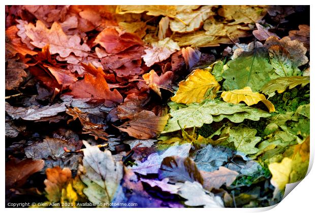 A Miscellany of Autumnal Leaves  Print by Glen Allen