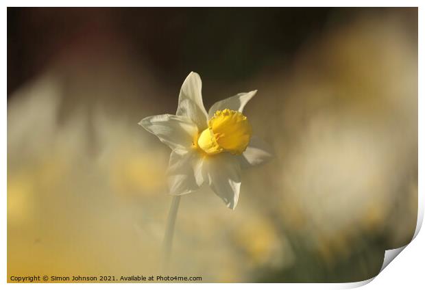 Sunlit Daffodil flower Print by Simon Johnson