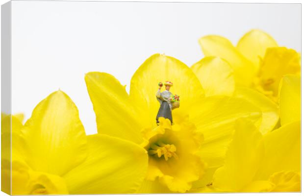 The Flower Lady With Daffodils 1 Canvas Print by Steve Purnell