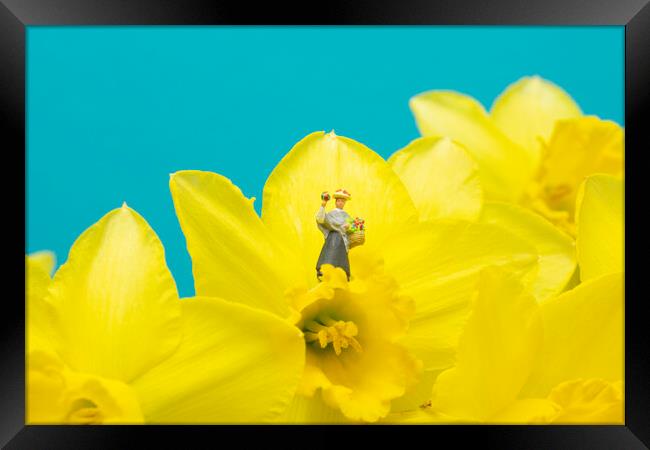 The Flower Lady With Daffodils 2 Framed Print by Steve Purnell