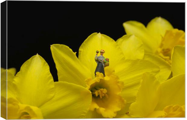 The Flower Lady With Daffodils 3 Canvas Print by Steve Purnell