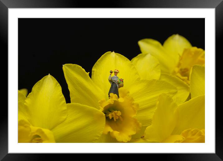 The Flower Lady With Daffodils 3 Framed Mounted Print by Steve Purnell