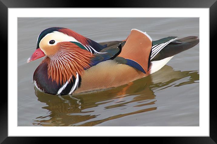 Mandarin duck Framed Mounted Print by terrylee davis