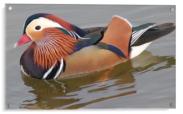 Mandarin duck Acrylic by terrylee davis