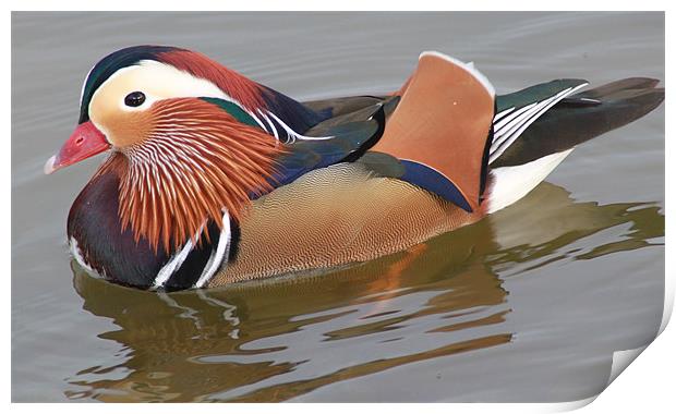 Mandarin duck Print by terrylee davis