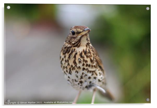 Song Thrush Acrylic by Simon Marlow