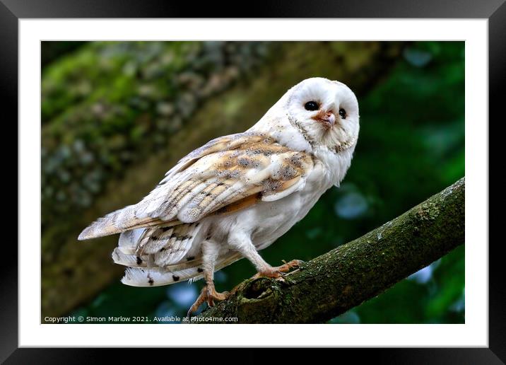 Majestic Barn Owl on a Perch Framed Mounted Print by Simon Marlow