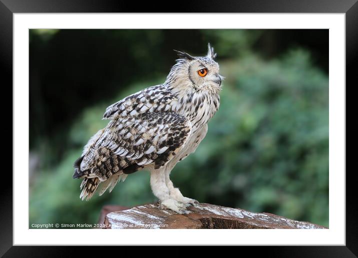 Majestic European Eagle Owl Framed Mounted Print by Simon Marlow