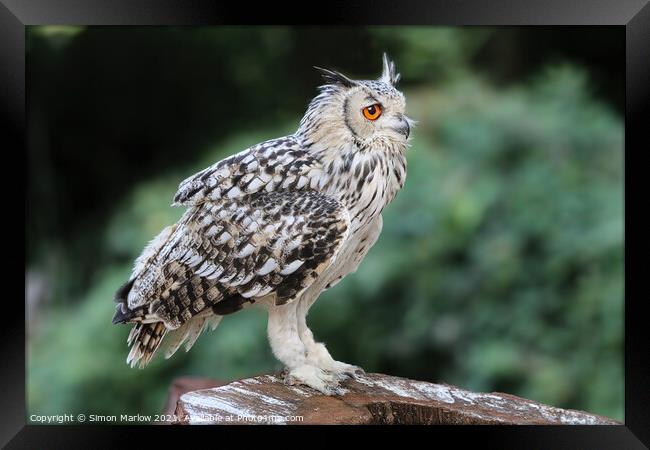 Majestic European Eagle Owl Framed Print by Simon Marlow