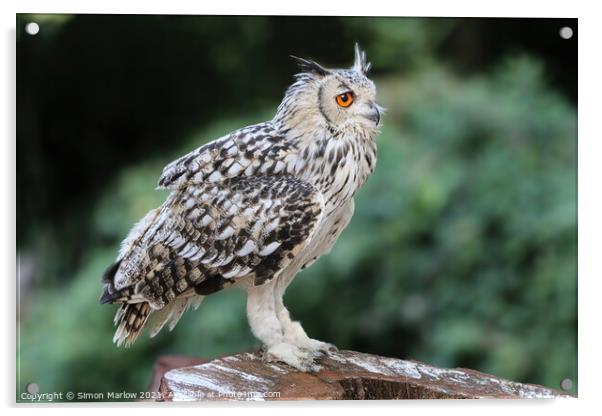 Majestic European Eagle Owl Acrylic by Simon Marlow