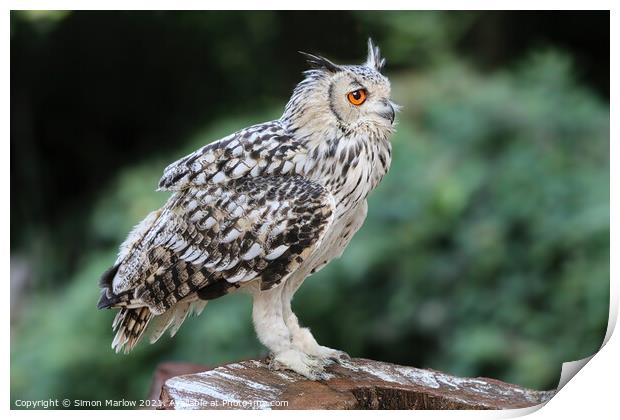 Majestic European Eagle Owl Print by Simon Marlow