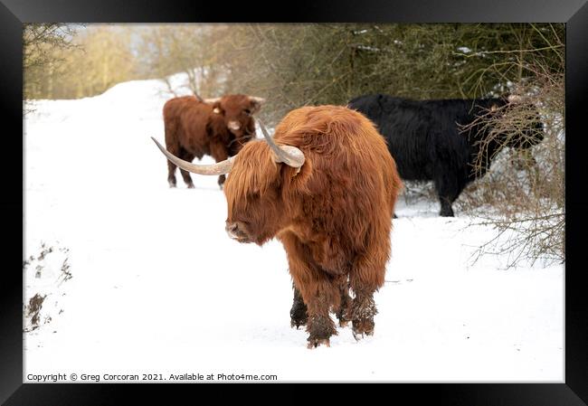 Animal  Framed Print by Greg Corcoran