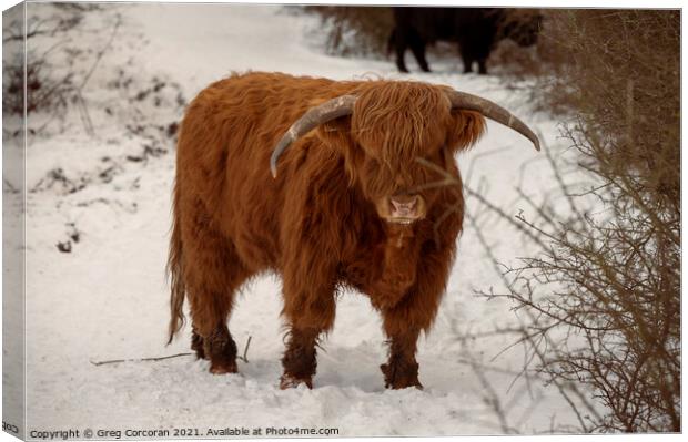Highland cow in the snow Canvas Print by Greg Corcoran