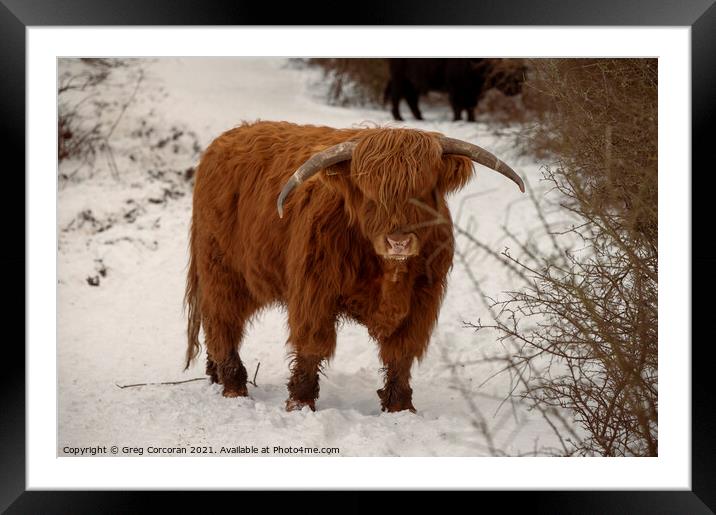 Highland cow in the snow Framed Mounted Print by Greg Corcoran