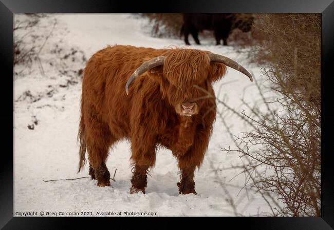 Highland cow in the snow Framed Print by Greg Corcoran