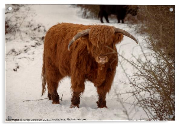 Highland cow in the snow Acrylic by Greg Corcoran