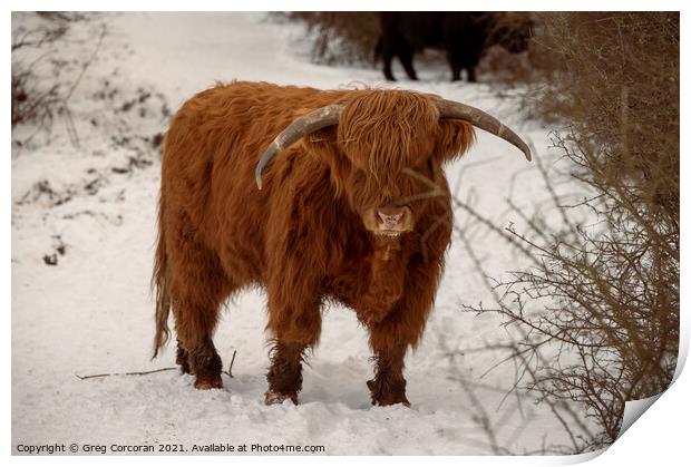 Highland cow in the snow Print by Greg Corcoran