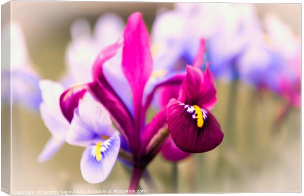 Vibrant Miniature Iris Blooms Canvas Print by Jeremy Sage