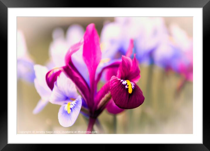 Vibrant Miniature Iris Blooms Framed Mounted Print by Jeremy Sage