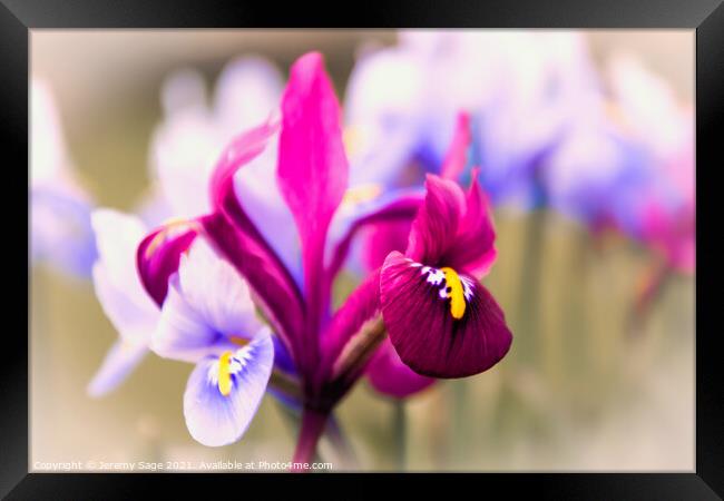 Vibrant Miniature Iris Blooms Framed Print by Jeremy Sage