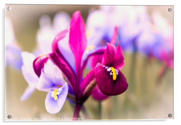 Vibrant Miniature Iris Blooms Acrylic by Jeremy Sage