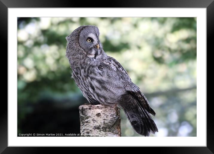 Majestic Great Grey Owl Framed Mounted Print by Simon Marlow