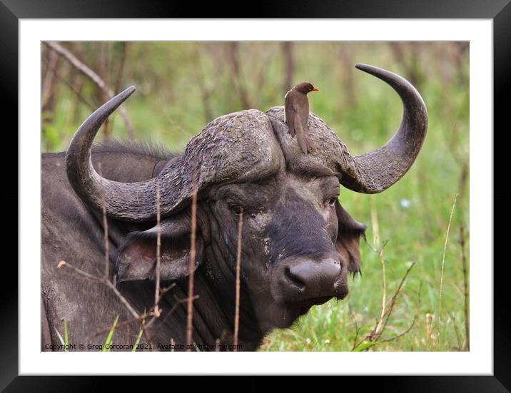 African buffalo being groomed Framed Mounted Print by Greg Corcoran